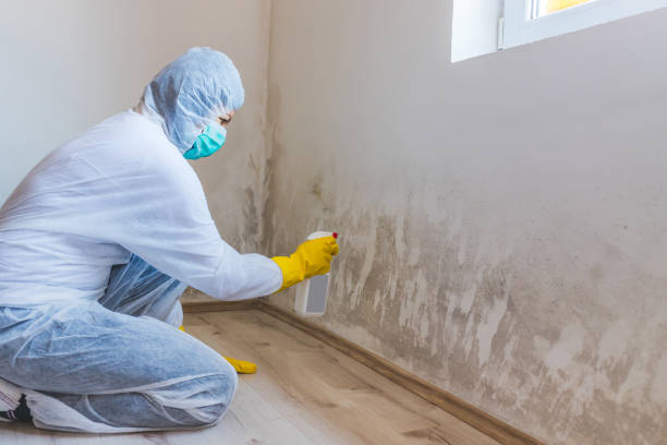 Licensed Mold Removal service in Grantsville, MD - WQB Mold Removal
